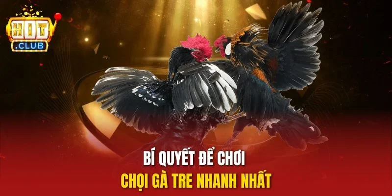 Bí quyết để chơi chọi gà tre nhanh nhất