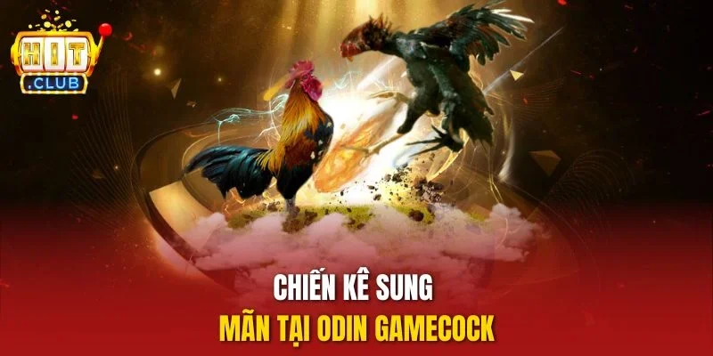 Chiến kê sung mãn tại Odin GameCock