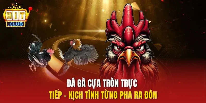 Đà gà cựa tròn