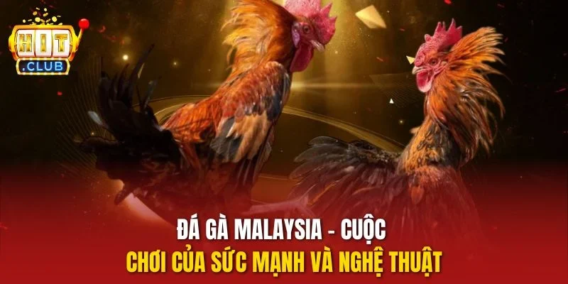 Đá gà Malaysia