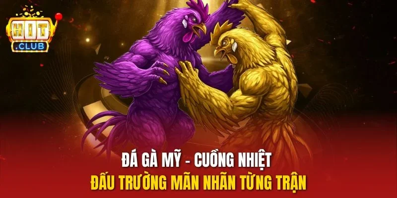 đá gà Mỹ