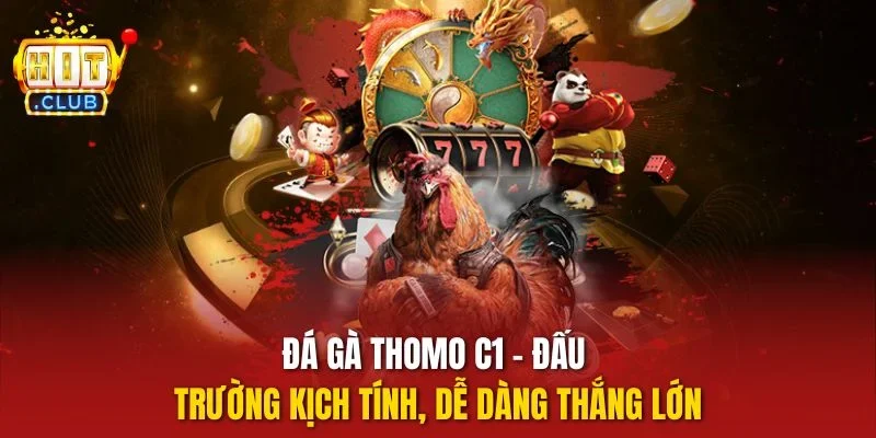 Đá gà thomo c1