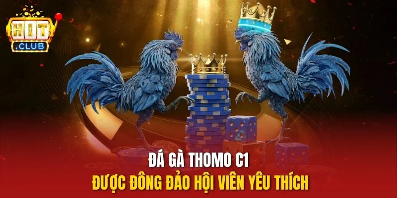 Đá gà thomo c1 được đông đảo hội viên yêu thích