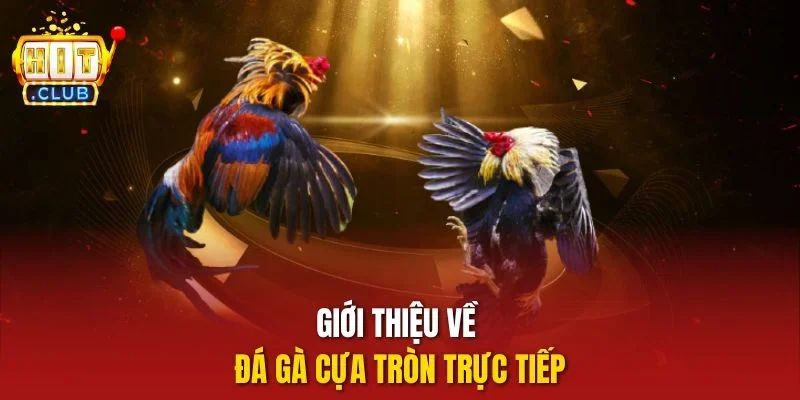 Giới thiệu về đá gà cựa tròn trực tiếp