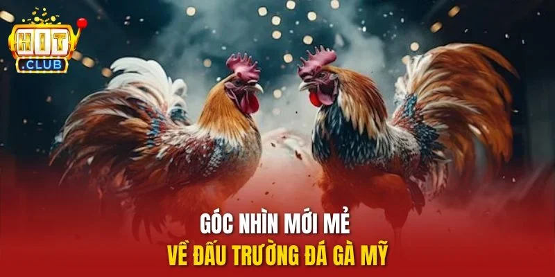 Góc nhìn mới mẻ về đấu trường đá gà Mỹ