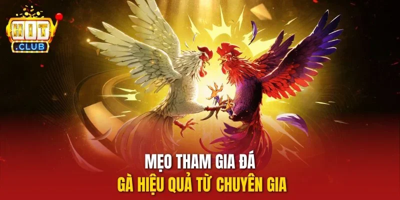 Mẹo tham gia đá gà hiệu quả từ chuyên gia