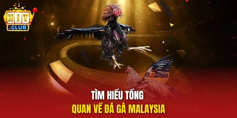 Tìm hiểu tổng quan về đá gà Malaysia