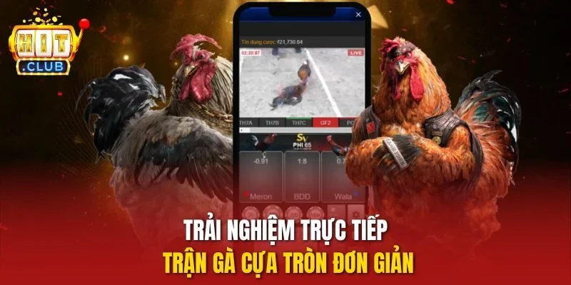 Trải nghiệm trực tiếp trận gà cựa tròn đơn giản